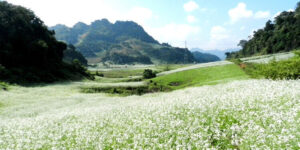 moc chau 10 (1)